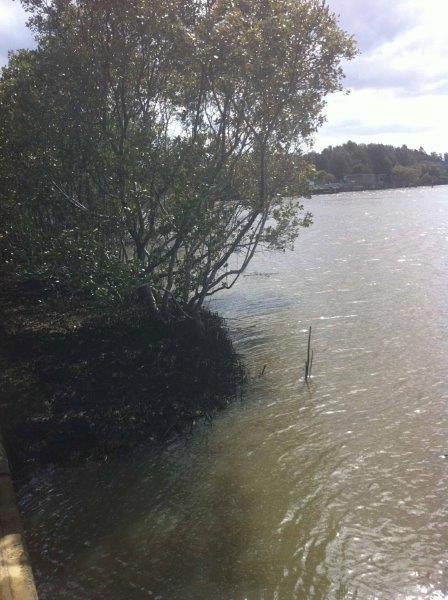 Duck Creek and Parramatta River junction